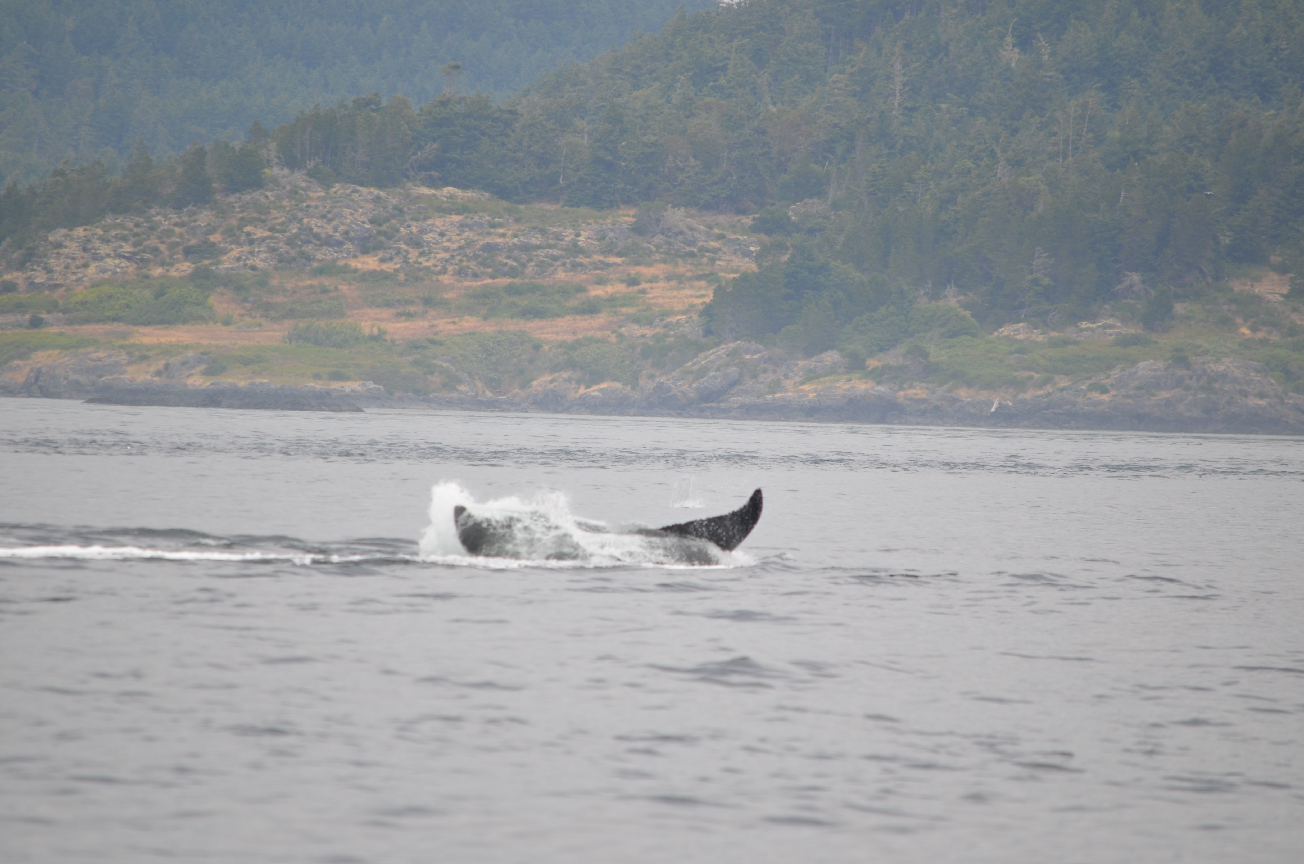 photos/wildlife/Mammal_Species/Humpback Whale/DSC_0203.JPG